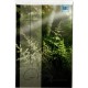 Trauerkarte Waldgräser Nebel